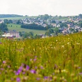 Blühende Bergwiese um Breitenbrunn